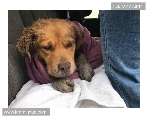 知名足球明星遭遇意外被狗咬伤医生紧急救治引发广泛关注